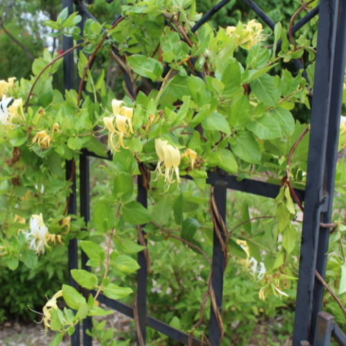 Steel Trellis (Coming Soon) (Home & Garden)
